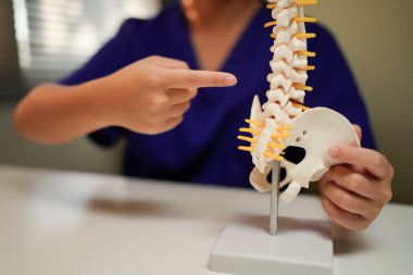 close up physical therapist chiropractor hand pointing on human skeleton at middle back to advise and consult to patient to treatment at office for healthcare concept.