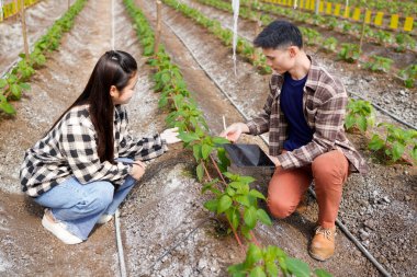Bahçe merkezinde çalışan genç bir adam ve genç bir kadın dijital tablete bakıyor. İki bahçıvan fabrika stoklarını dijital tabletle kontrol ediyor...