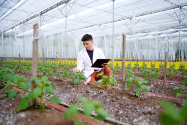 Bilim adamları seradaki organik sebzeleri tarımsal teknoloji kavramını inceliyor..