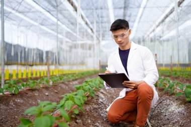 Bilim adamları seradaki organik sebzeleri tarımsal teknoloji kavramını inceliyor..
