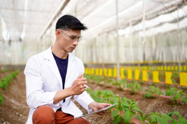 Tarım müteahhidi yakışıklı adam tablet bilgisayarda sera çiftliğinin gelişmiş kimyasal denetimi için farklı uygulamalar deniyor. Organik tarım. Yeşiller..