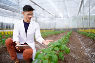Tarım müteahhidi yakışıklı adam tablet bilgisayarda sera çiftliğinin gelişmiş kimyasal denetimi için farklı uygulamalar deniyor. Organik tarım. Yeşiller..