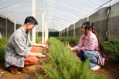 Biberiye tarlasında birlikte çalışan mutlu çiftçiler. Tarım sektörü kavramı.