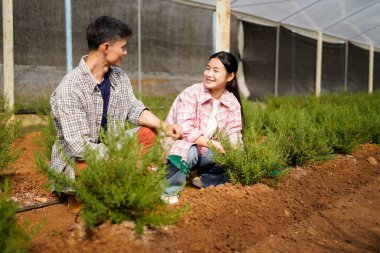 Biberiye tarlasında birlikte çalışan mutlu çiftçiler. Tarım sektörü kavramı.