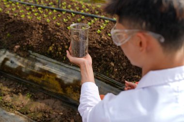 Laboratuvar önlüğü ve güvenlik gözlüğü takmış Asyalı bir adam test tüpüne toprak örneği koyuyor ve serada araştırma yapıyor..