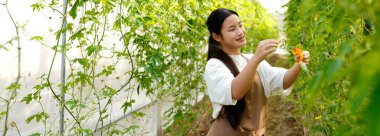 Acı kavun toplayan bir kadın seradaki bir ağaçtan acı kabak. Yerel pazar için biyolojik gıda üreticisi. Taze sebze...