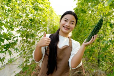 Acı kavun toplayan bir kadın seradaki bir ağaçtan acı kabak. Yerel pazar için biyolojik gıda üreticisi. Taze sebze...