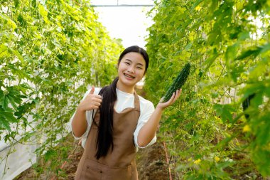 Acı kavun toplayan bir kadın seradaki bir ağaçtan acı kabak. Yerel pazar için biyolojik gıda üreticisi. Taze sebze...