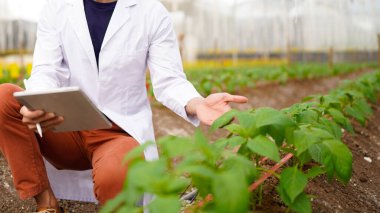 Tarım müteahhidi yakışıklı adam tablet bilgisayarda sera çiftliğinin gelişmiş kimyasal denetimi için farklı uygulamalar deniyor. Organik tarım. Yeşiller..