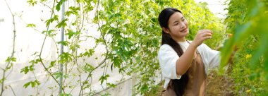 Acı kavun toplayan bir kadın seradaki bir ağaçtan acı kabak. Yerel pazar için biyolojik gıda üreticisi. Taze sebze...