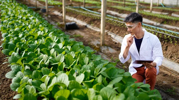 Tarım müteahhidi yakışıklı adam tablet bilgisayarda sera çiftliğinin gelişmiş kimyasal denetimi için farklı uygulamalar deniyor. Organik tarım. Yeşiller..