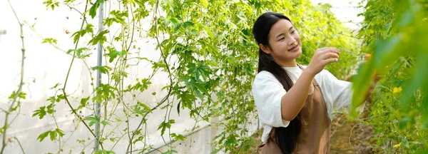 Acı kavun toplayan bir kadın seradaki bir ağaçtan acı kabak. Yerel pazar için biyolojik gıda üreticisi. Taze sebze...