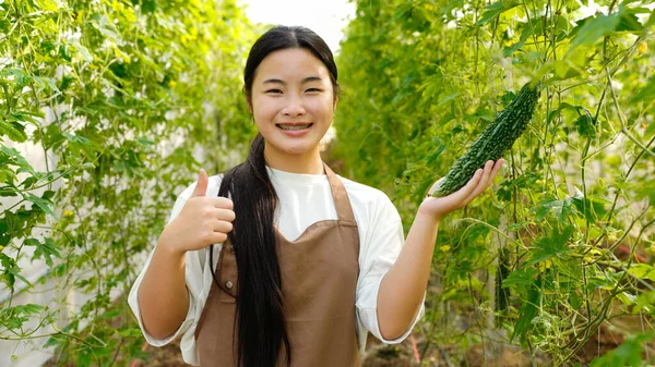 Acı kavun toplayan bir kadın seradaki bir ağaçtan acı kabak. Yerel pazar için biyolojik gıda üreticisi. Taze sebze...