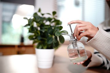 Genç bir kadın, güzel çiçekleri kapalı mekandaki şişelerden su püskürtüyor..