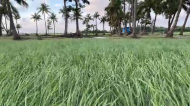Bereketli Yeşil Pirinç Tarlaları ve Palmiye Ağaçlarının Üzerinde Tropikal Gün Batımı