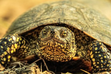 Sarı Nehir kaplumbağa