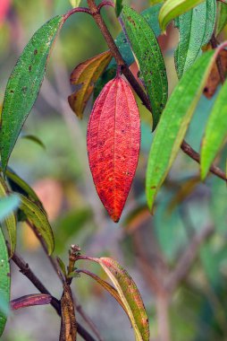 Close-Up of a Vibrant Red Leaf on a Green Plant