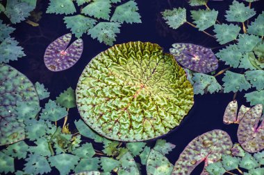 Doğal Sularda Yüzen Karmaşık Şablonlu Canlı Yaprak