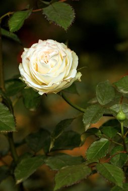Close Up of a Beautiful White Rose Surrounded by Green Foliage
