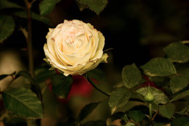 Close Up of a Beautiful White Rose Surrounded by Green Foliage