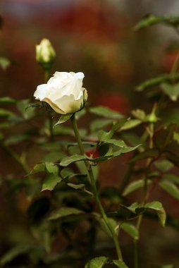 Close Up of a Beautiful White Rose Surrounded by Green Foliage