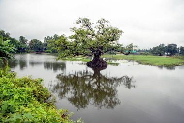 Huzurlu ve bulutlu bir manzarada yansımalarla durgun suda duran görkemli ağaç.