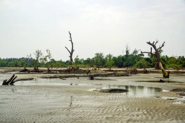 Desolate Wetland Shoreline With Weathered Trees And Reflections Under Soft Sky, Calm Distant Coastline Beyond