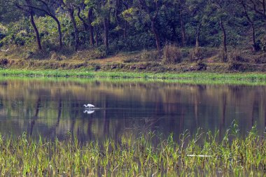 Huzurlu Orman Göletinde Yansımalar ve Bitkilerle Dalgalanan Akbalıkçık