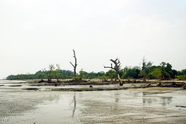 Desolate Wetland Shoreline With Weathered Trees And Reflections Under Soft Sky, Calm Distant Coastline Beyond