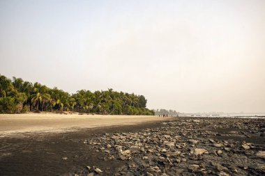 Palm Trees ve Rocky Shoreline Under Clear Sky ile Tropik Plaj Manzarası