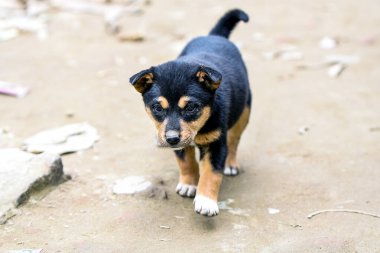 Sevimli Siyah ve Tan Puppy Yolda Yürüyor, Meraklı Küçük Köpek Dışarıda Keşfe Çıktı
