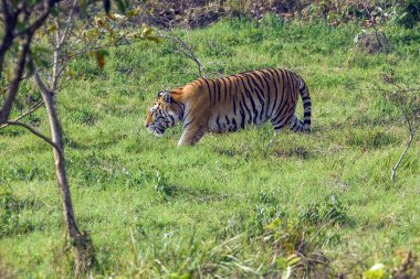Görkemli Kaplan Yeşil Çayırlarda Doğal Orman Ormanında Yürüyor
