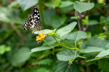 Siyah ve Beyaz Kelebek yemyeşil çiçeklerle besleniyor.
