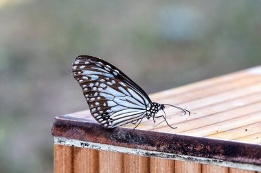 Mavi Kelebek, ahşap raylarda dinleniyor Yumuşak güneş ışığı ve yeşil arka planda