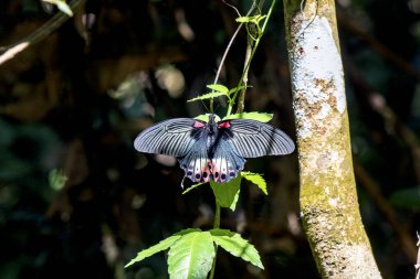 Mavi Kelebek, sessiz ormanda yeşil yaprağın üzerinde dinleniyor.