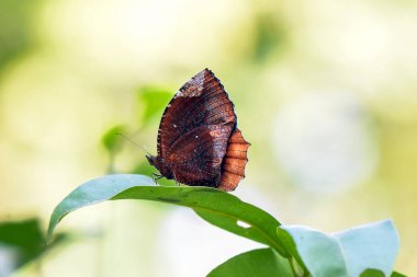 Kahverengi Kelebek Yumuşak Odaklı Bahçede Yeşil Yaprağa Dinleniyor Sabah Işığı, Doğal Güzellik