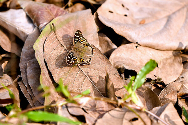 Butterfly Resting on Dry Brown Leaves on Forest Floor Close-Up Nature Scene