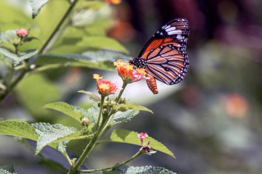 Parlak Portakal Çiçekleriyle Beslenen Kral Kelebeği Yeşil Bahçe Sahnesinde
