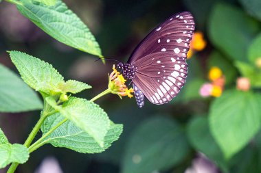 Kelebek Kuru Kahverengi Yaprakların Üzerinde Dinleniyor Ormanın zeminine Yakın Doğa Sahnesi