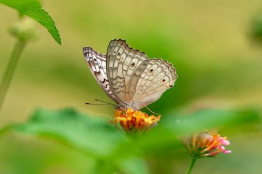 Yeşil Bahçede Sarı Çiçek Üzerinde Kelebek, Tozlaştırıcı ile Canlı Renkli Doğa Sahnesi