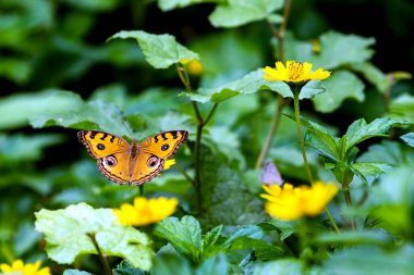 Parlak Sarı Kelebek Yeşil Yapraklar ve Güneşli Bahçe Çiçekleri Arasında Dinleniyor