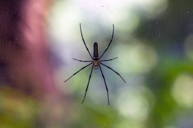 Açık Bahçe Sahnesinde Renkli, Bulanık Arkaplanı olan Hassas Örümcek Web Merkezinde