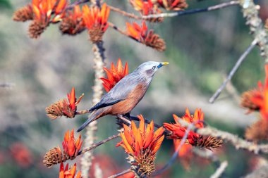 Küçük kestane kuyruklu Starling Kuşu Parlak Turuncu Heliconia 'ya tünemiş Çiçek Verimli Doğa Sahnesi