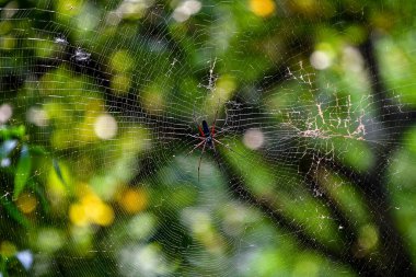 Merkezinde bir Orta Örümcek olan Lush Garden 'daki Karmaşık Örümcek Ağı