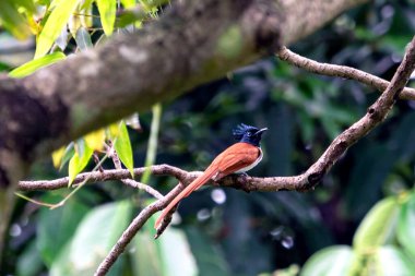 Yeşil yemyeşil bir dalda Kara Tepe Tüneğiyle Hint Cenneti Sinekkapanı Kuşu