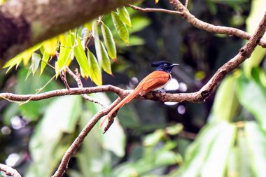 Yeşil yemyeşil bir dalda Kara Tepe Tüneğiyle Hint Cenneti Sinekkapanı Kuşu