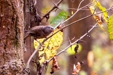 Bir Orman Geveze Kuşu, Sarı Sonbahar Yaprakları Ormana Düşerken Dalına Tüymüş