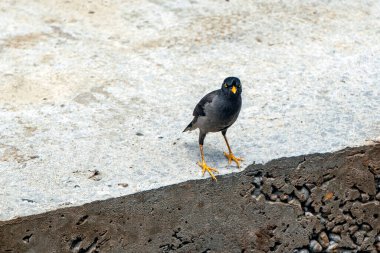 Şehir merkezinde parlak sarı gagalı yıpranmış duvarda yürüyorum.