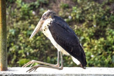 Uzun gagalı ve açık havada kara kanatlı daha az yetkili demiryolunda duruyor.