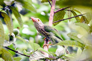 Yeşil yapraklar ve mavi gökyüzü ile serpilmiş çizgili Barbet